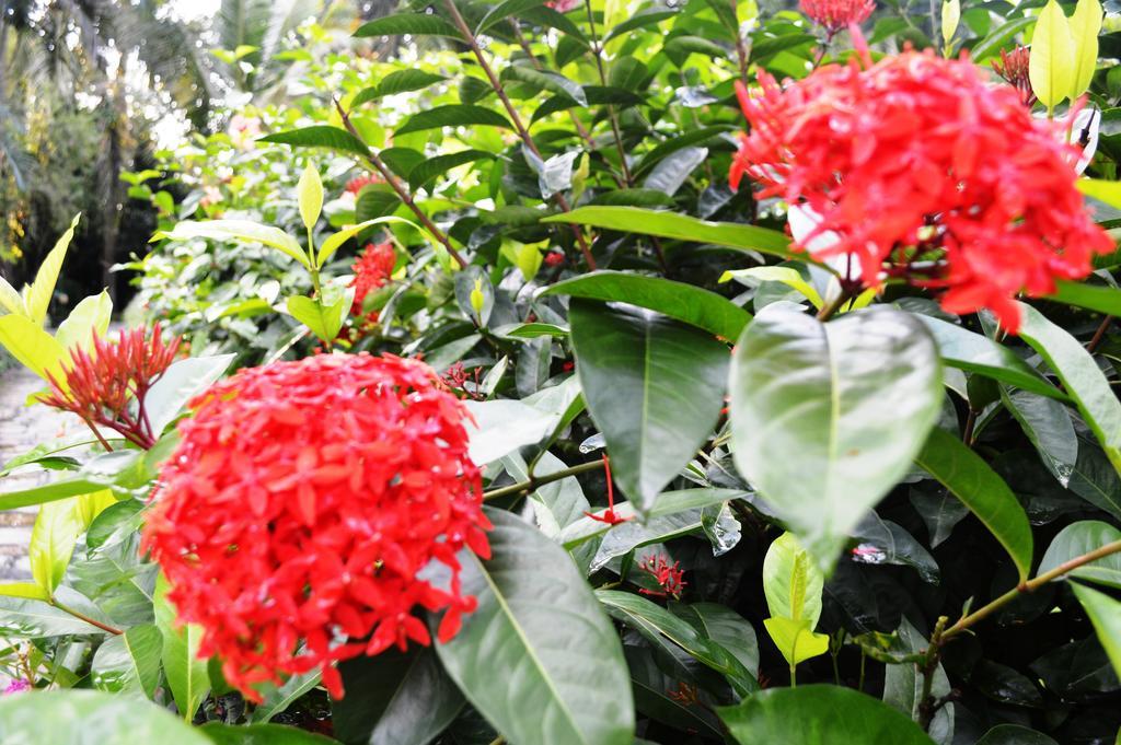 Chitwan Paradise Hotel Sauraha Bagian luar foto
